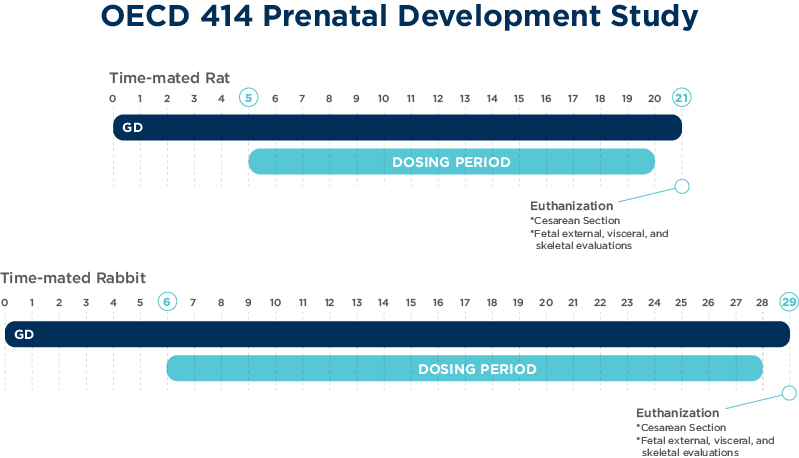 OECD 414 Prenatal Development Study