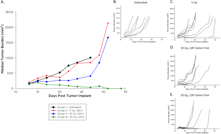 Fig. 3: Median and Individual Growth Curves of A20 Tumors Following Focal Beam Radiation
