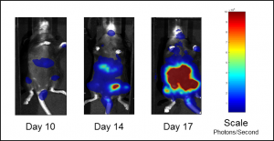 Abb. 1B: Repräsentative BLI-Bilder der C1498-luc-mCherry-Tumorlast bei unbehandelten Mäusen.