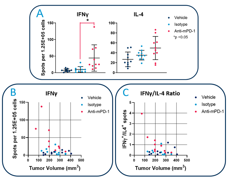 Figure 2: FluoroSpot analysis of anti-tumor immunity in Hepa1-6-luc tumor bearing mice. C57BL/6 mice with established Hepa1-6-luc tumors were dosed with anti-PD-1 or isotype control antibodies. White blood cells from 200µL of peripheral blood were cultured with irradiated Hepa1-6-luc cells. A) Quantitation of the frequency of IFNγ and IL-4 secreting cells using a CTL ImmunoSpot® S6 Universal analyzer. B) Analysis of the IFNγ-producing cell frequency vs tumor volume in each mouse. C). Th1/Th2 balance in each mouse assessed by measuring the ratio of IFNγ/IL-4 producing cells.