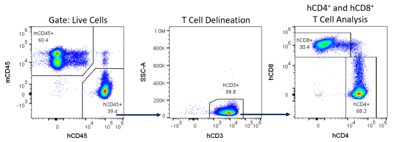 Abbildung 4 – Beispiel einer Gating-Strategie für die Entdeckung menschlicher Immunzellen in NSG-Mäusen, die mit hPBMC rekonstituiert wurden.