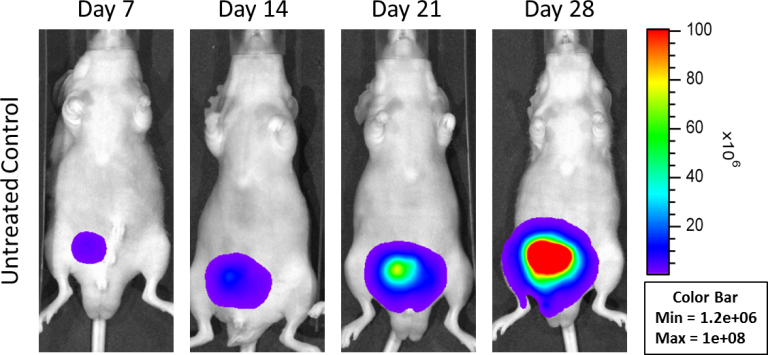 Abbildung 1: Orthotopisches PC-3M-Luc-C6 Menschliches Prostatakarzinom - Repräsentative Bilder des Krankheitsverlaufs - unbehandelte Kontrolle