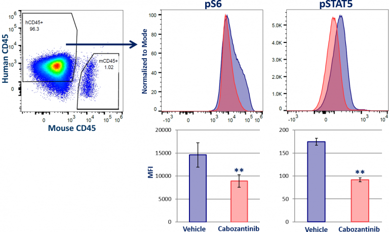 Abb. 1: Phospho-Durchflussanalyse von STAT5 und MAPK-Signalisierung in soliden Tumoren.