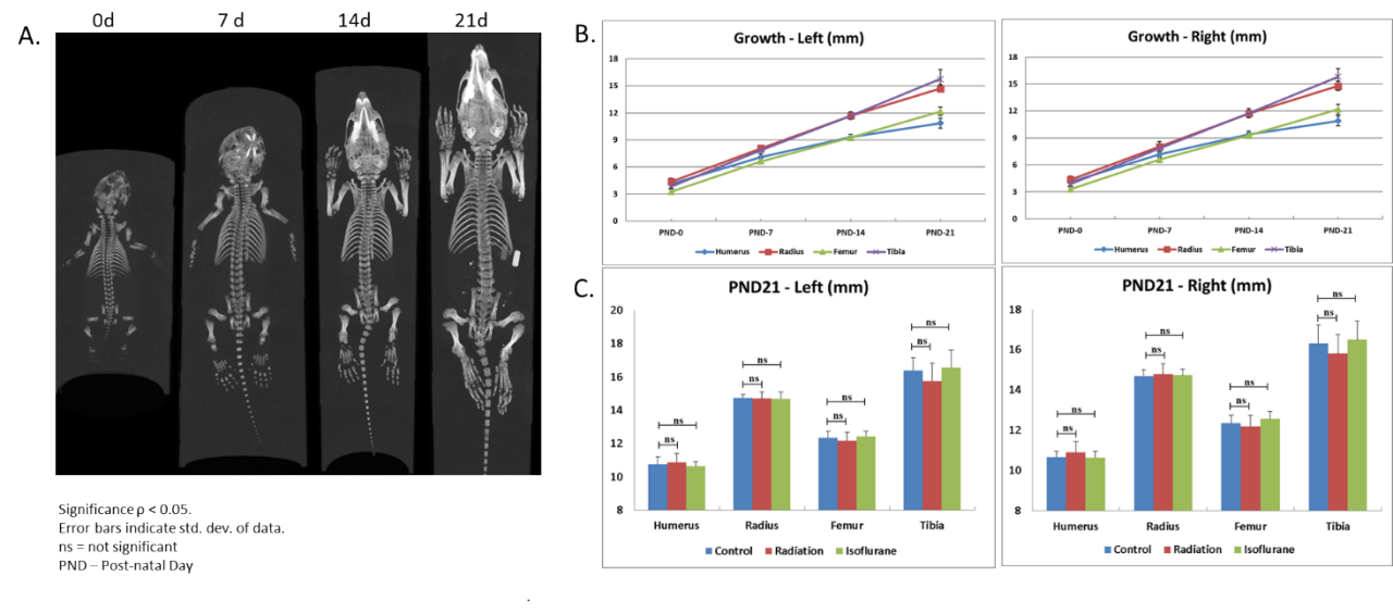 Figure 3. Rat skeletal development and effect of X-radiation and isoflurane exposure. A. Longitudinal imaging to monitor skeletal development. B. Quantification of bone growth. C. Effect of radiation and isoflurane.