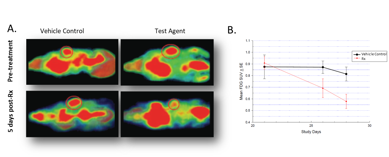 Figure 2. Effect of treatment on 18F-FDG uptake in Colo-205 tumor bearing mice. A. Coronal images  before and after treatment. B. Quantification of 18F-FDG accumulation in tumors.