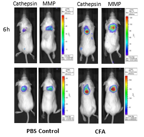 Figure 7: Imaging of BALB/c mice implanted SC with PBS and CFA-soaked sponges and injected IV with Cat B Fast 680TM and MMPSense 750 FAST.
