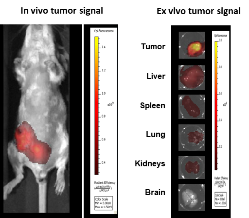 Figure 8: Imaging of BALB/c mice implanted OT with 4T1-luc2-1A4 and injected IV 24h before with ProSenseTM 750.