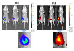 Figure 9: Multimodality imaging of 4T1-luc2-1A4 tumors by BLI (left) and FLI (right) 24h after IV injection of the cathepsin-specific ProSenseTM750 fluorescence probe. Below are closeups of the corresponding tumors.